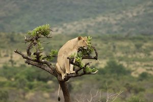 Highlights of Rwanda