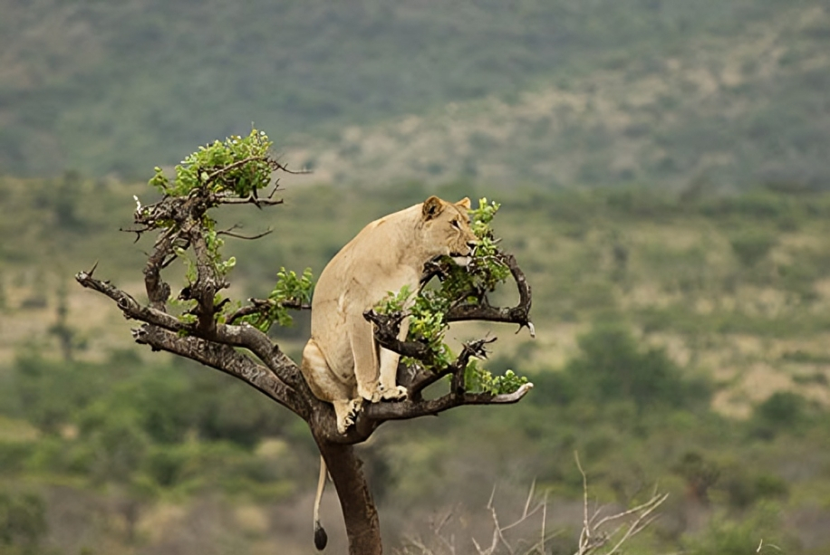 Highlights of Rwanda