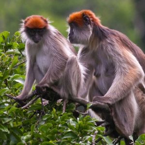 Kibale National Park - attractions