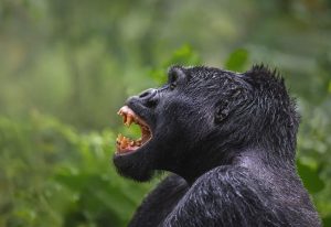 Gonja Safaris -Uganda -Primates