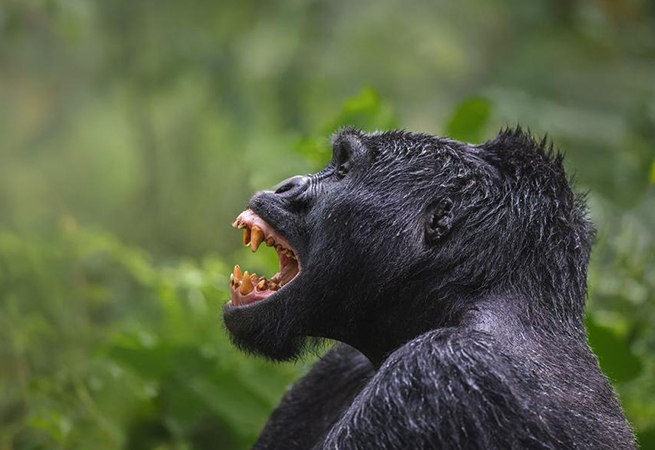 Gonja Safaris -Uganda -Primates