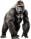 Gorilla - Gonja-Safaris