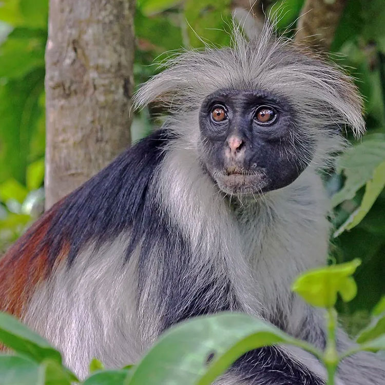 Kibale National Park - attractions - monkey