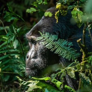 Kibale National Park - attractions