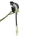 Black and White Colobus