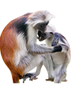 red colobus