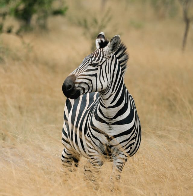 Gonja Safari Primates Zebra