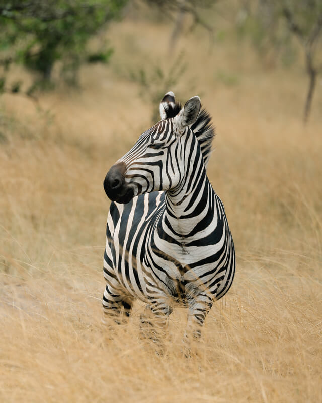 Gonja Safari Primates Zebra