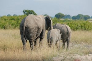 Gonja Safaris - Primates Tours