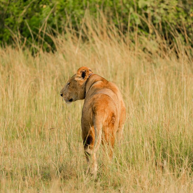 Gonja Safaris - Primates Tours