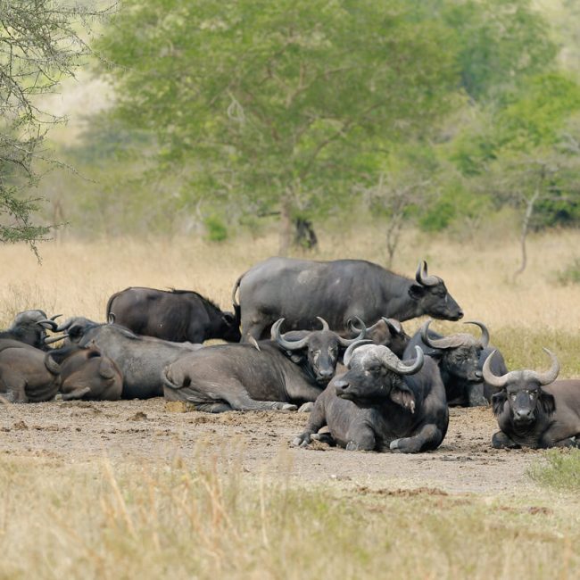 Gonja Safaris - Primates Tours - Buffalo